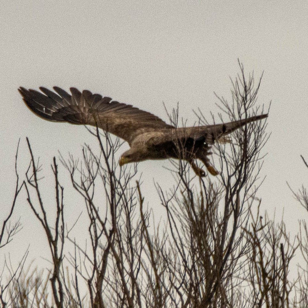 Blakecone's tweet image. A #whitetailedeagle in flight 🦅🦅🦅
#explore_wildlife #eye_spy_birds
#gn_members #gn_photos #global4nature #fridayfowl
#birdphotography #bird_brilliance
#birdsofprey #dichtbijgroen
#birds_matter #BirdsSeenIn2021
#nationalgeographic #roots_nl
#vogelbescherming
#birds_captures