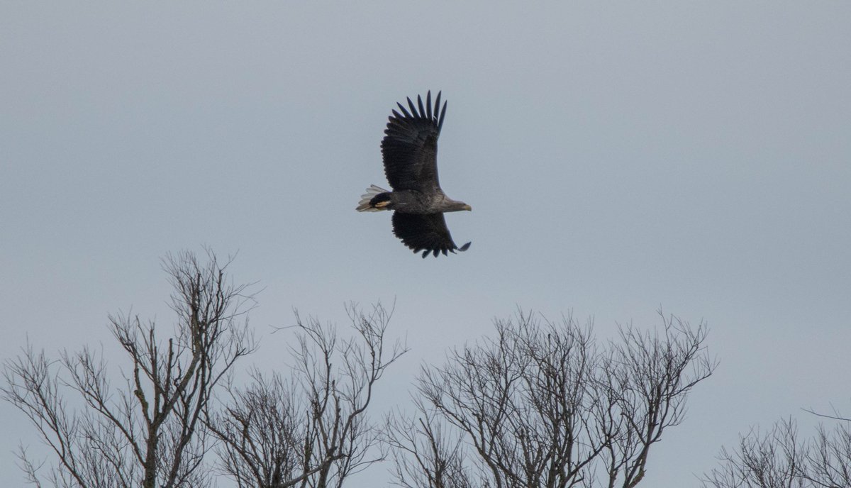 Blakecone's tweet image. A #whitetailedeagle in flight 🦅🦅🦅
#explore_wildlife #eye_spy_birds
#gn_members #gn_photos #global4nature #fridayfowl
#birdphotography #bird_brilliance
#birdsofprey #dichtbijgroen
#birds_matter #BirdsSeenIn2021
#nationalgeographic #roots_nl
#vogelbescherming
#birds_captures