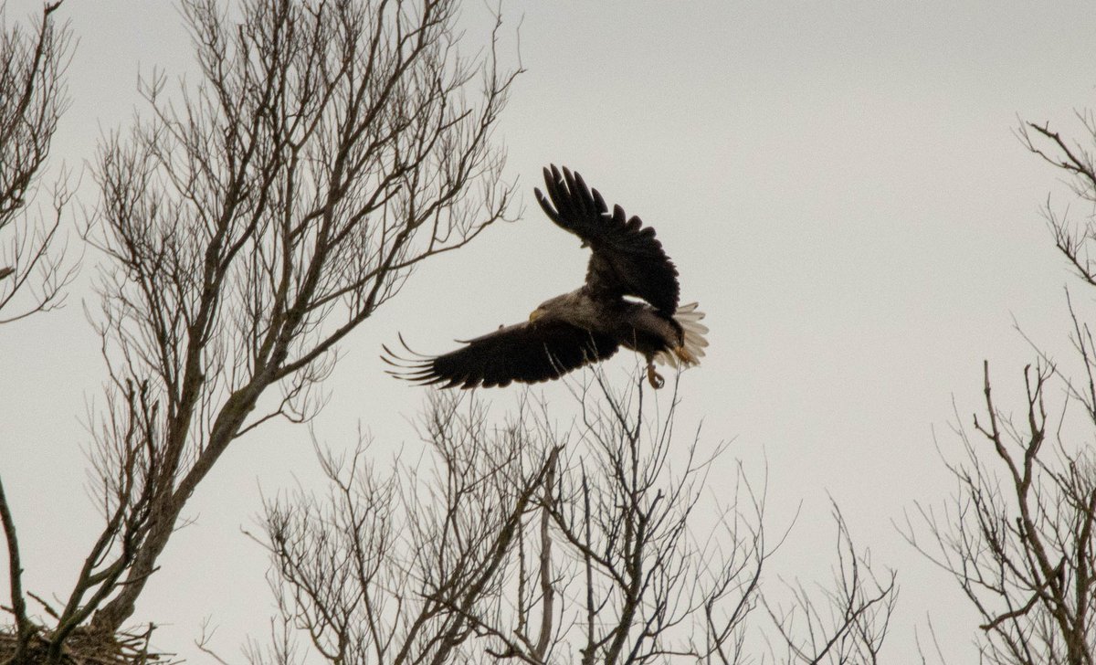 Blakecone's tweet image. A #whitetailedeagle in flight 🦅🦅🦅
#explore_wildlife #eye_spy_birds
#gn_members #gn_photos #global4nature #fridayfowl
#birdphotography #bird_brilliance
#birdsofprey #dichtbijgroen
#birds_matter #BirdsSeenIn2021
#nationalgeographic #roots_nl
#vogelbescherming
#birds_captures
