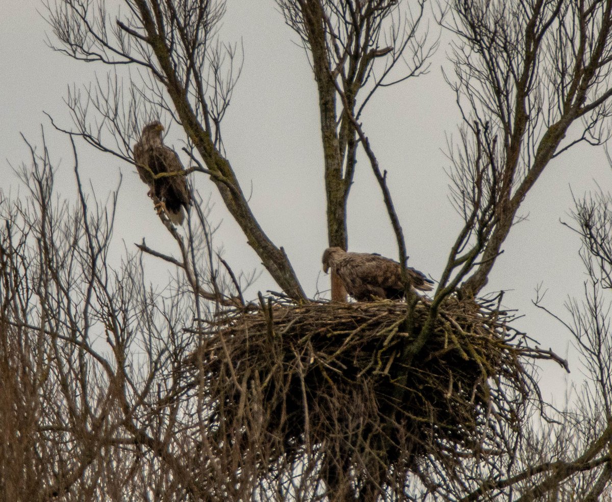 Blakecone's tweet image. A #whitetailedeagle in flight 🦅🦅🦅
#explore_wildlife #eye_spy_birds
#gn_members #gn_photos #global4nature #fridayfowl
#birdphotography #bird_brilliance
#birdsofprey #dichtbijgroen
#birds_matter #BirdsSeenIn2021
#nationalgeographic #roots_nl
#vogelbescherming
#birds_captures