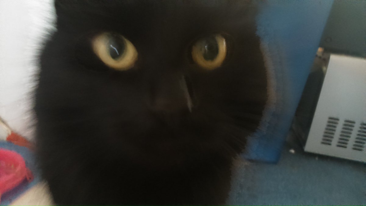 KatanaMulletMan's tweet photo. #Caturday
Brought to you by Catman and the Cat.
#Catman #LethalTrack #Cats https://t.co/DtJfnuhn7G