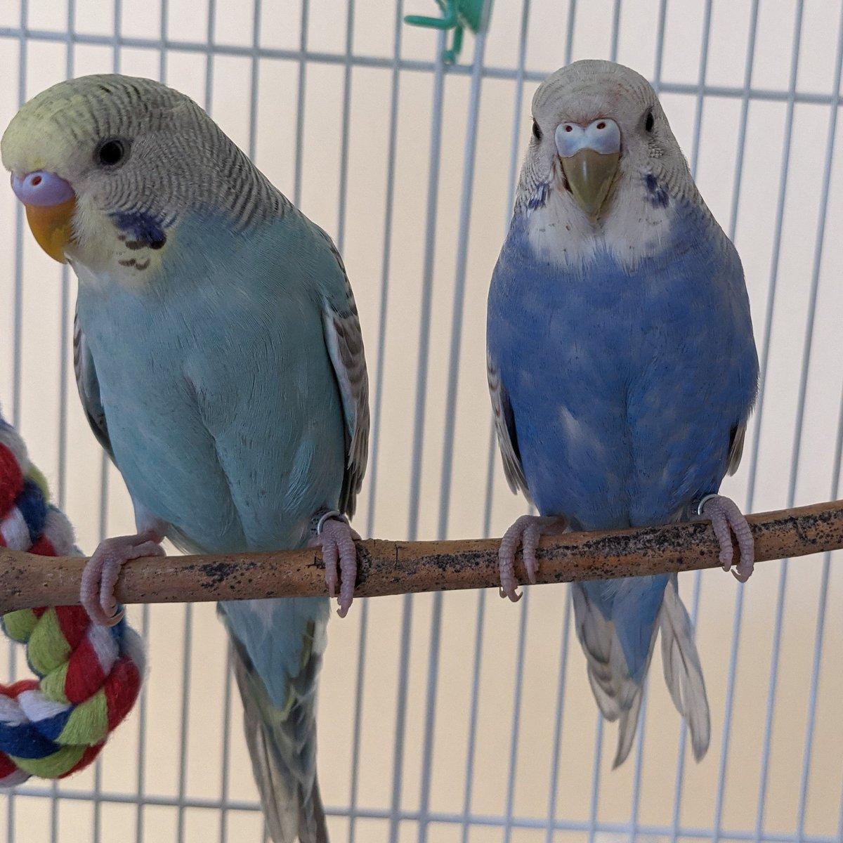 Lola is looking AMAZING
No more head tilt. Just a couple more days of antibiotics