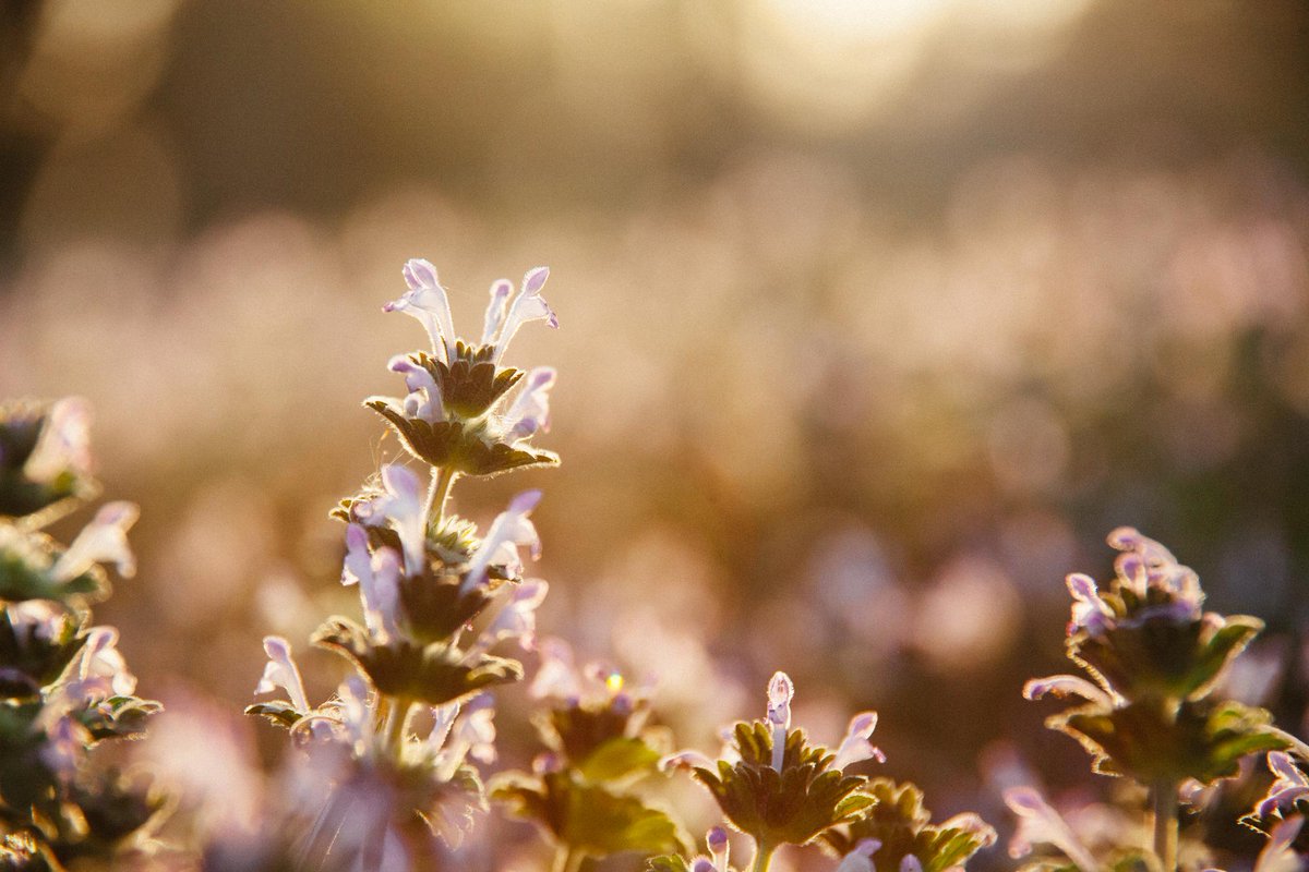 beesponsible's tweet image. "Weeds are flowers too, once you get to know them." — A. A. Milne 🌼

Dandelions and henbit can both provide an early food source for bees in the absence of other spring blooms. 🐝 Ditch those herbicides and let them grow! 

#RethinkYourLawn #WeedsForBees #PesticideFree