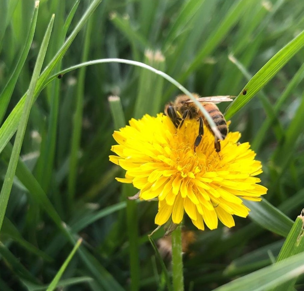 beesponsible's tweet image. "Weeds are flowers too, once you get to know them." — A. A. Milne 🌼

Dandelions and henbit can both provide an early food source for bees in the absence of other spring blooms. 🐝 Ditch those herbicides and let them grow! 

#RethinkYourLawn #WeedsForBees #PesticideFree