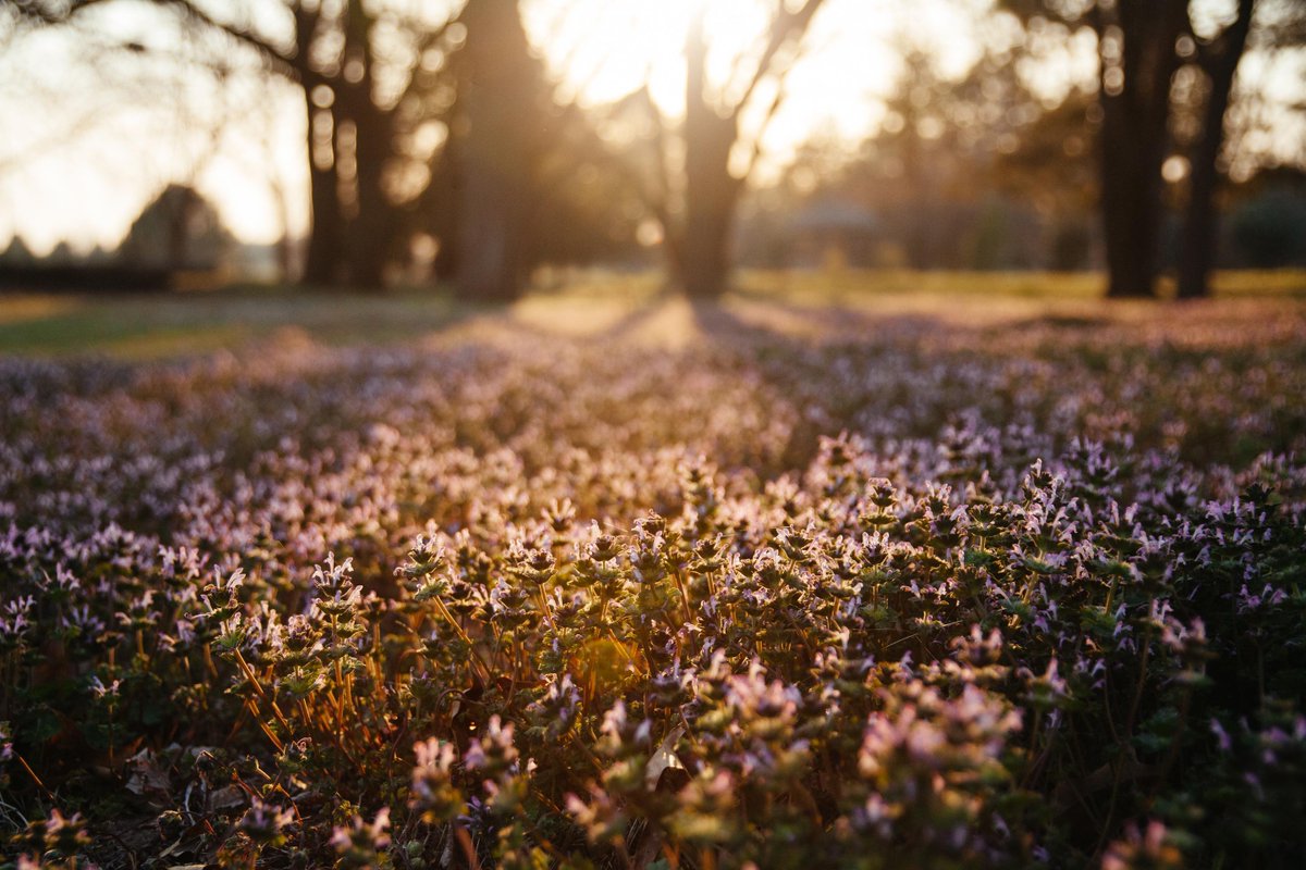 beesponsible's tweet image. "Weeds are flowers too, once you get to know them." — A. A. Milne 🌼

Dandelions and henbit can both provide an early food source for bees in the absence of other spring blooms. 🐝 Ditch those herbicides and let them grow! 

#RethinkYourLawn #WeedsForBees #PesticideFree
