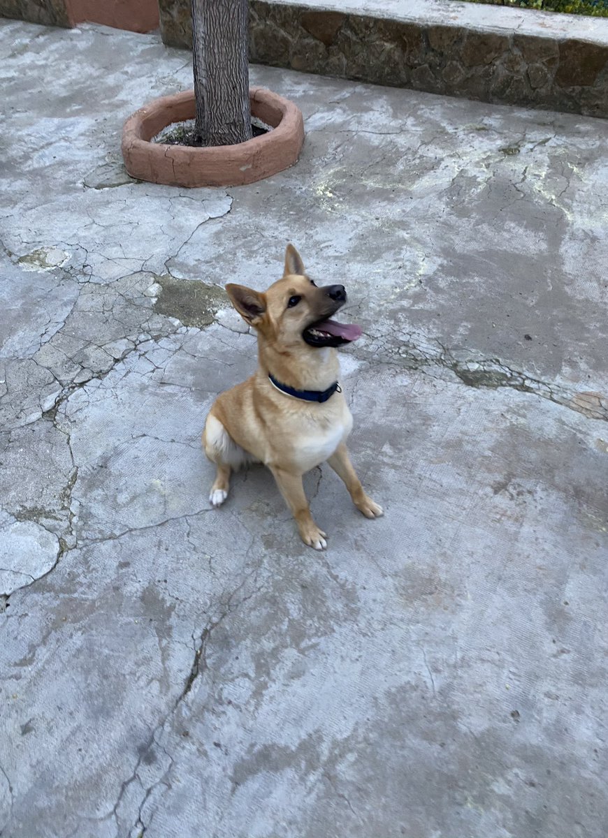 MartaJaudenes's tweet photo. He acogido a este perrito, le voy a cuidar mucho hasta que le encuentre un buen hogar, es super bonito y cariñoso. 

Si haceis Rt nos ayudariais un poco 🤗 https://t.co/YLZwozUtmj