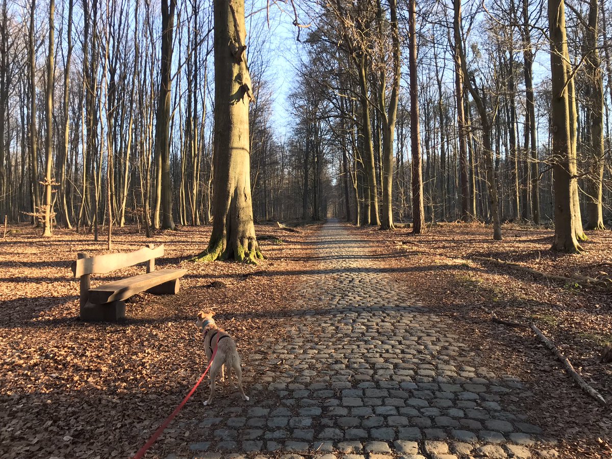 BirdingBrussels's tweet photo. Passion Pavés, passion Forêt Cathédrale! Passion patrimoine, naturel et culturel 😊 #BruxellesMaBelle #Zoniënwoud #Soignes #patrimoinemondial @UNESCO_fr https://t.co/Ginow8Zf5Q
