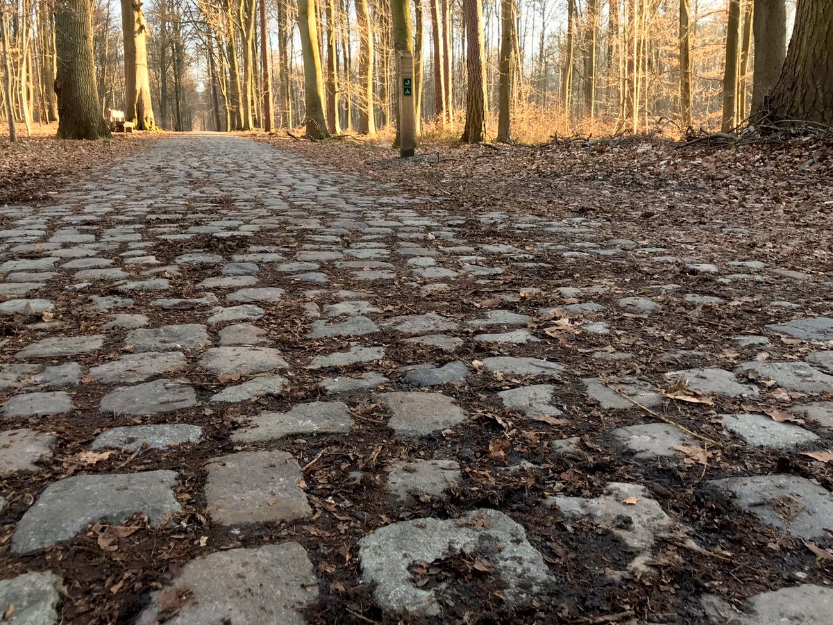 BirdingBrussels's tweet photo. Passion Pavés, passion Forêt Cathédrale! Passion patrimoine, naturel et culturel 😊 #BruxellesMaBelle #Zoniënwoud #Soignes #patrimoinemondial @UNESCO_fr https://t.co/Ginow8Zf5Q