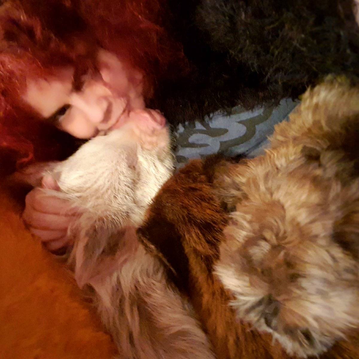 CandyMedusa's tweet photo. There are definitely worse things to be trapped under :)
#shihtzu #MiniPigs #ShihtzuSnuggles #PigCuddles #MiniPig #Shihtzus #piglets #MiniPiglets #CuddlePuddle #snoot #FurBabies #therapy #cuddles #puppylove #DogsofTwittter #PigsOfTwitter https://t.co/TPATXlsVlh
