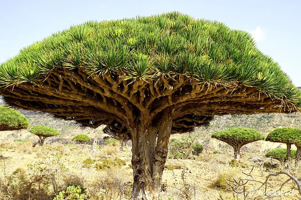 Diane Doniol Valcroze Twitterren The Dragon S Blood Tree Dracaena Cinnabari Is Named For Its Unique Bright Red Resin T Co 7pfsl2rhid Twitter