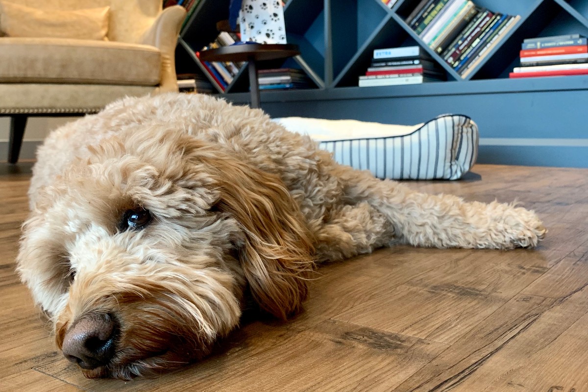 zapwater's tweet photo. Your #furbaby can join you on a #staycation thanks to #ZapClient @HotelZachary's Bark & Park package. Plus, don’t forget to enter your adorable #pets in their #HZPetoftheMonthClub #giveaway to win a pet prize pack for pickup at #HotelZachary. https://t.co/IOtFDri2kf https://t.co/OLdqbyNbUG