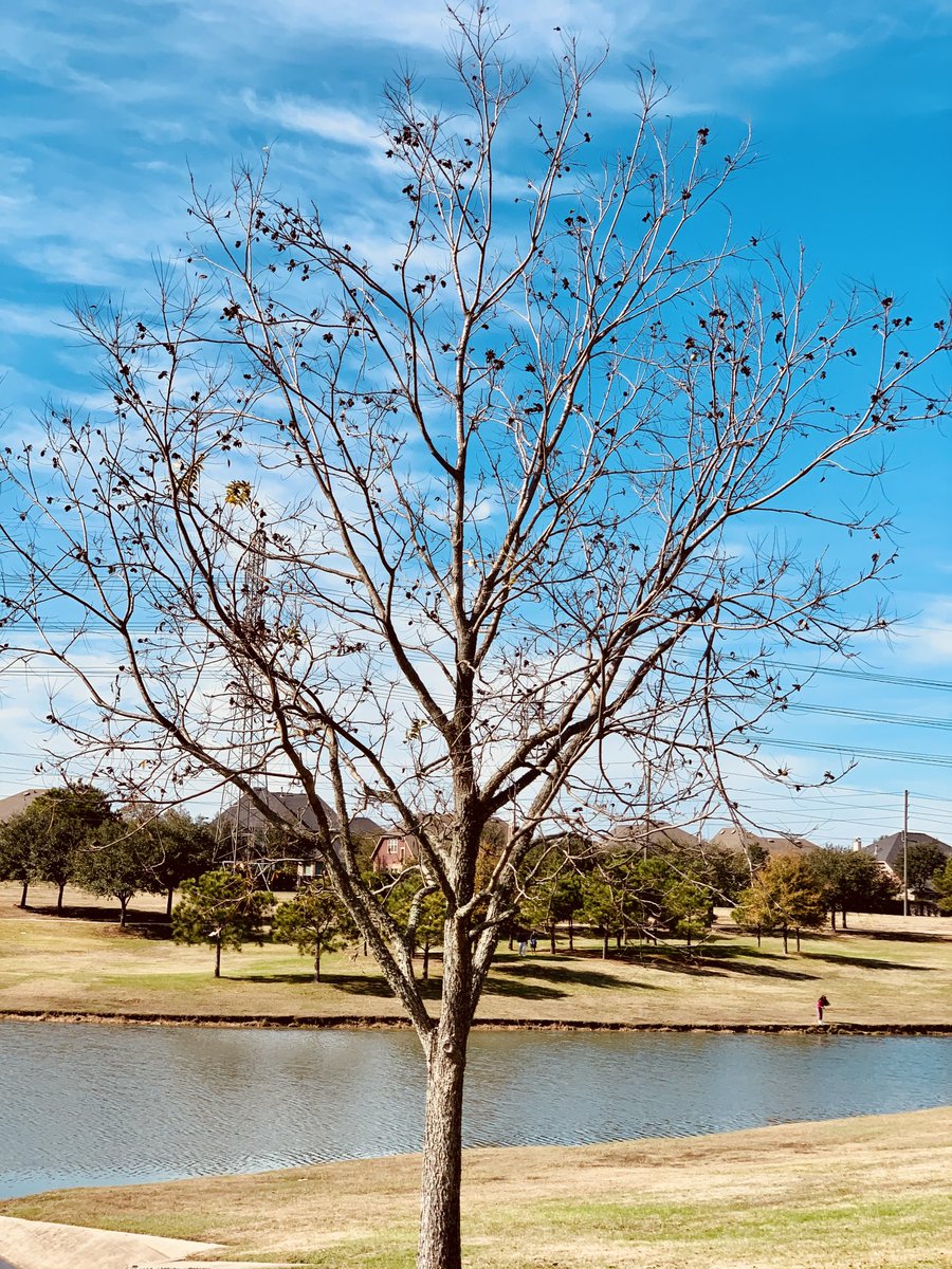 arjunvene's tweet photo. It’s still a tree and it blossoms just another day! #SeeingGood https://t.co/ZbsPtWexFH