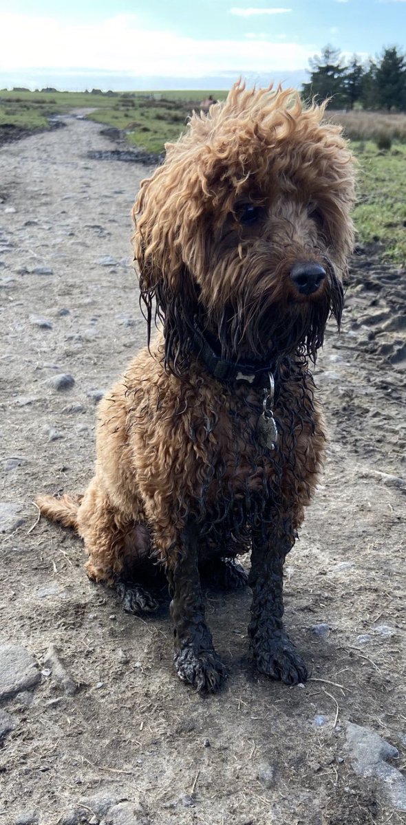 Lexiedog3's tweet image. Enjoyed getting muddy on my walkies, humum made me have a bath when I got home I just wanted to nap 🐶