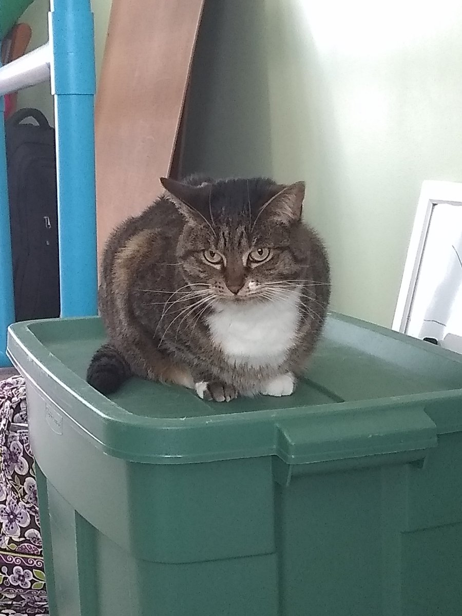 SpiritSobble's tweet photo. @HopCaterpie This is my cat. She is beautiful. https://t.co/W03LBFCEoI