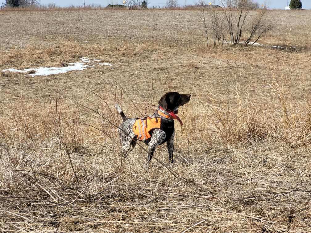 Brandon Scherff (@bscherff68) on Twitter photo Can’t beat a good point! Loved watching the dogs work this weekend <a href="/LegacyAcres/">Legacy Acres Hunting Club</a>. Can’t beat a good point! Loved watching the dogs work this weekend <a href="/LegacyAcres/">Legacy Acres Hunting Club</a>.