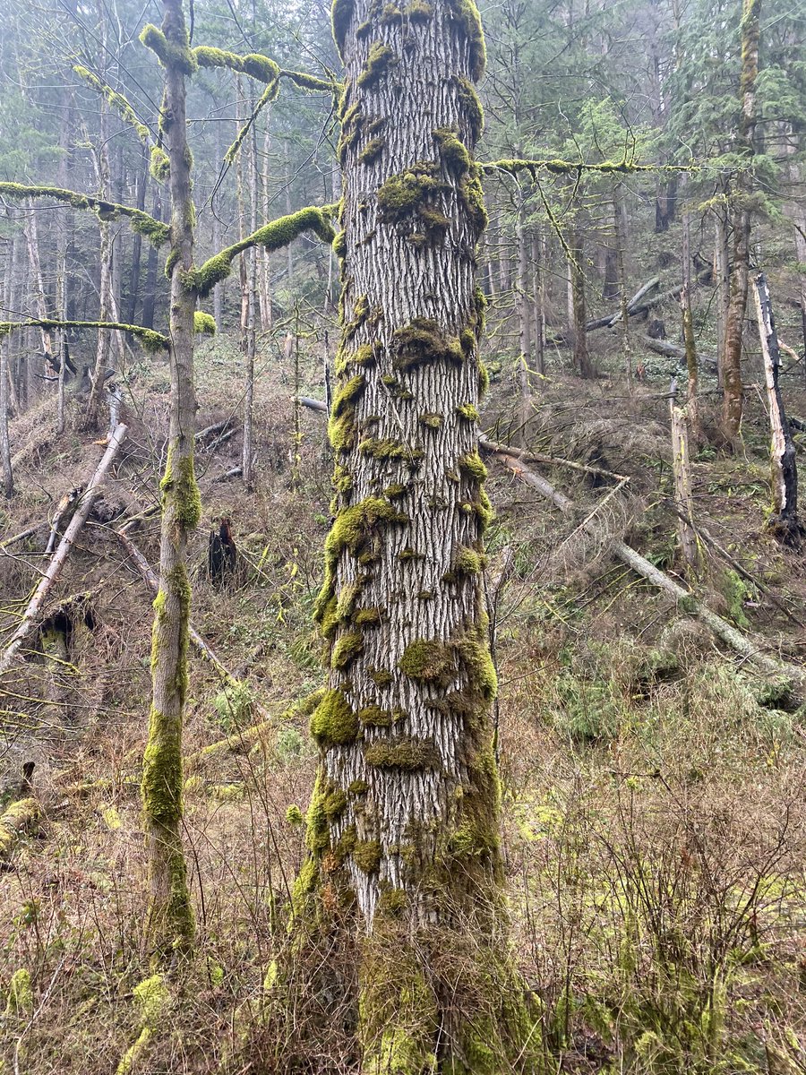 theenamoon's tweet photo. everything is cuter covered in moss https://t.co/MNmnCcpBiN