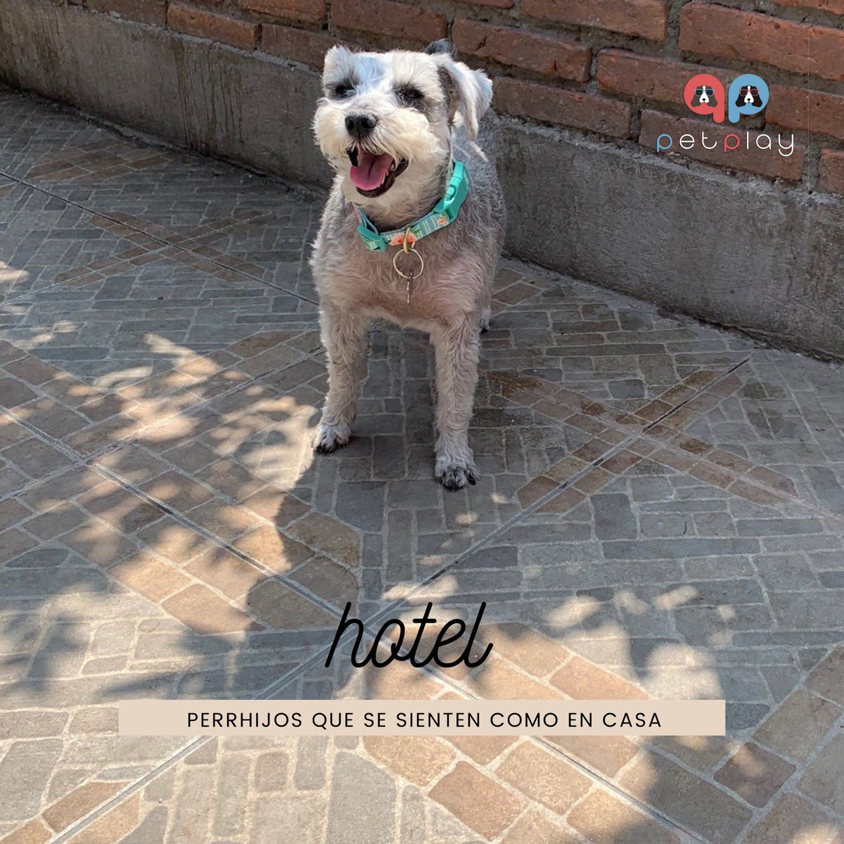Conoce nuestro Hotel para Perros 🐶

En #PetPlay sabemos lo importante que es tu mascota para ti y que cuando sales de vacaciones quieres que se quede contento y que se sienta como en casa. 

Más información 📲 55 8556 4838