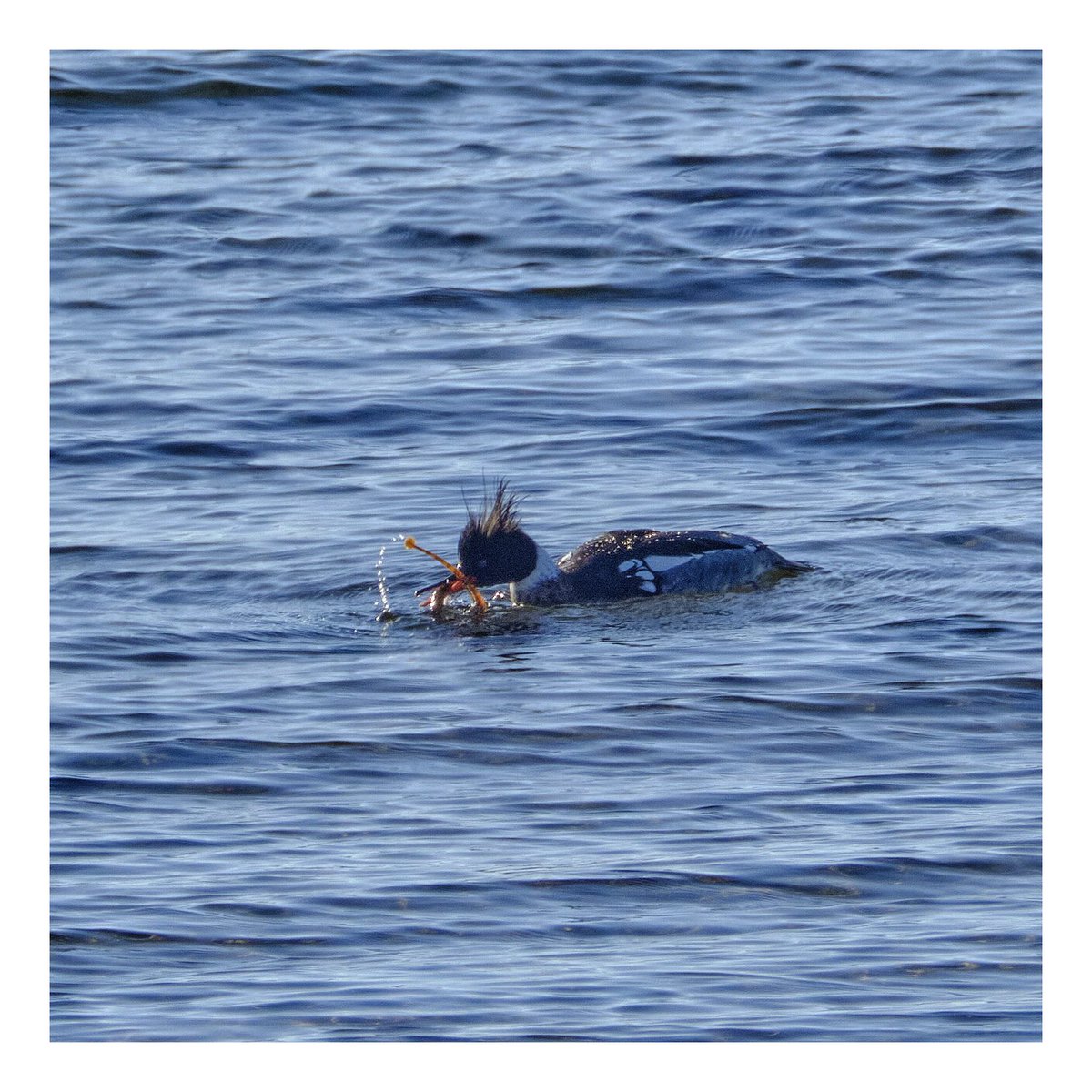 ComKavanak's tweet photo. @nature_scot  when lunch doesn’t co-operate.! #natgeoyourshot #NatGeoWild #Scotland #wcw #rspb_scotland #birds #wildlife  #earthpix #earthfocus #bhfyp #photoshoot  - photography by https://t.co/QUvpfUJxUc https://t.co/gbgYAhQUVM