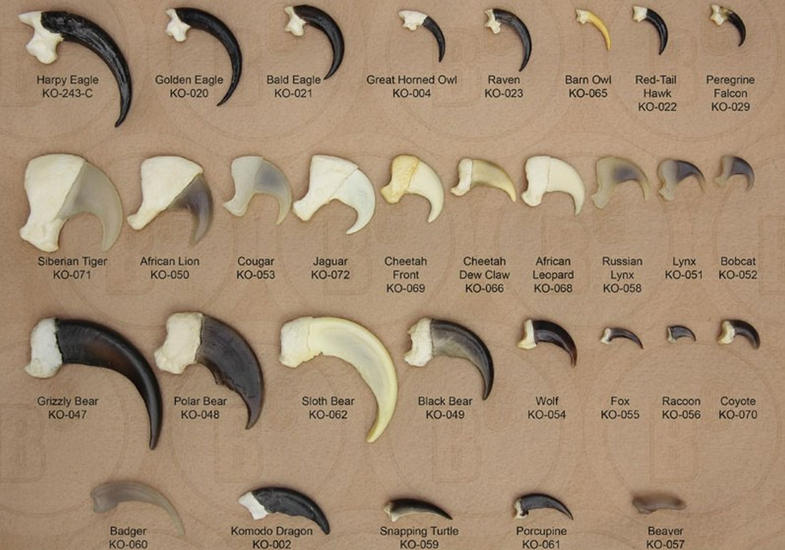 Harpy Eagle Size Comparison