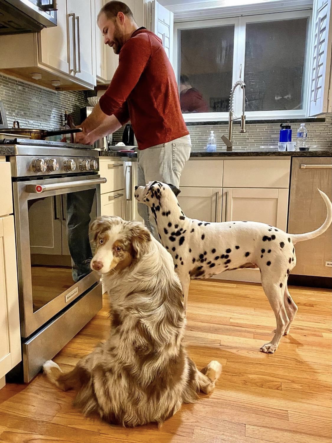 Aussies Doing Things On Twitter Meet Huckleberry After Years Of Hard Work And Dedication He Developed A New Style Of Splooting The Scoot Sploot Patent Pending Https T Co L5ysc4p5kx