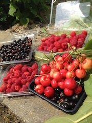 TreeMobile doesn't just sell trees. We give them away with our Edible Community Garden Grant. Grants are in partnership with Orchard People @UrbanFruitTrees
 transitiontreemobile.org/grants/
<a href="/pushFoodForward/">Food Forward</a> #freefoodtrees