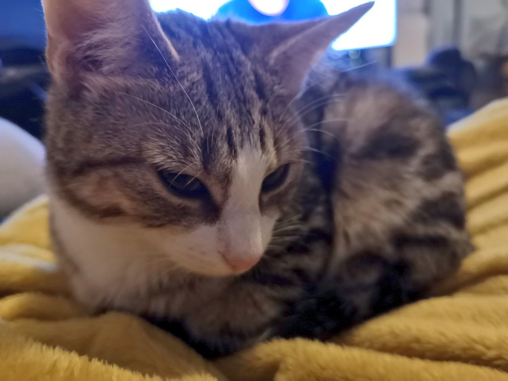 It's #Caturday evening and I've decided to treat dad to a lap sit 😺. Gomfortable, just looking for clawing opportunities!