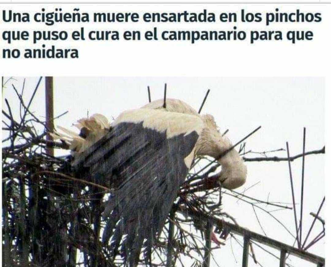 IreneMilln's tweet photo. Y luego dice aquello todos somos hijos del Señor, podéis ir en Paz.
(Perdón por la imagen tan cruel). https://t.co/m827A7cp8J
