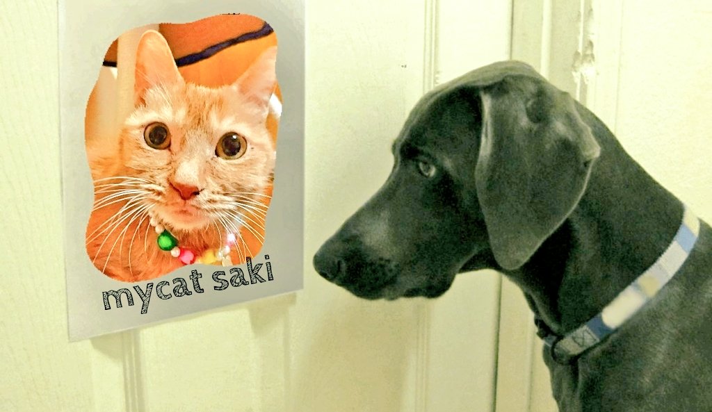 75japan_neko's tweet photo. mycat  愛猫💕　　#猫　#cat  #StayHome https://t.co/lidI600l4C