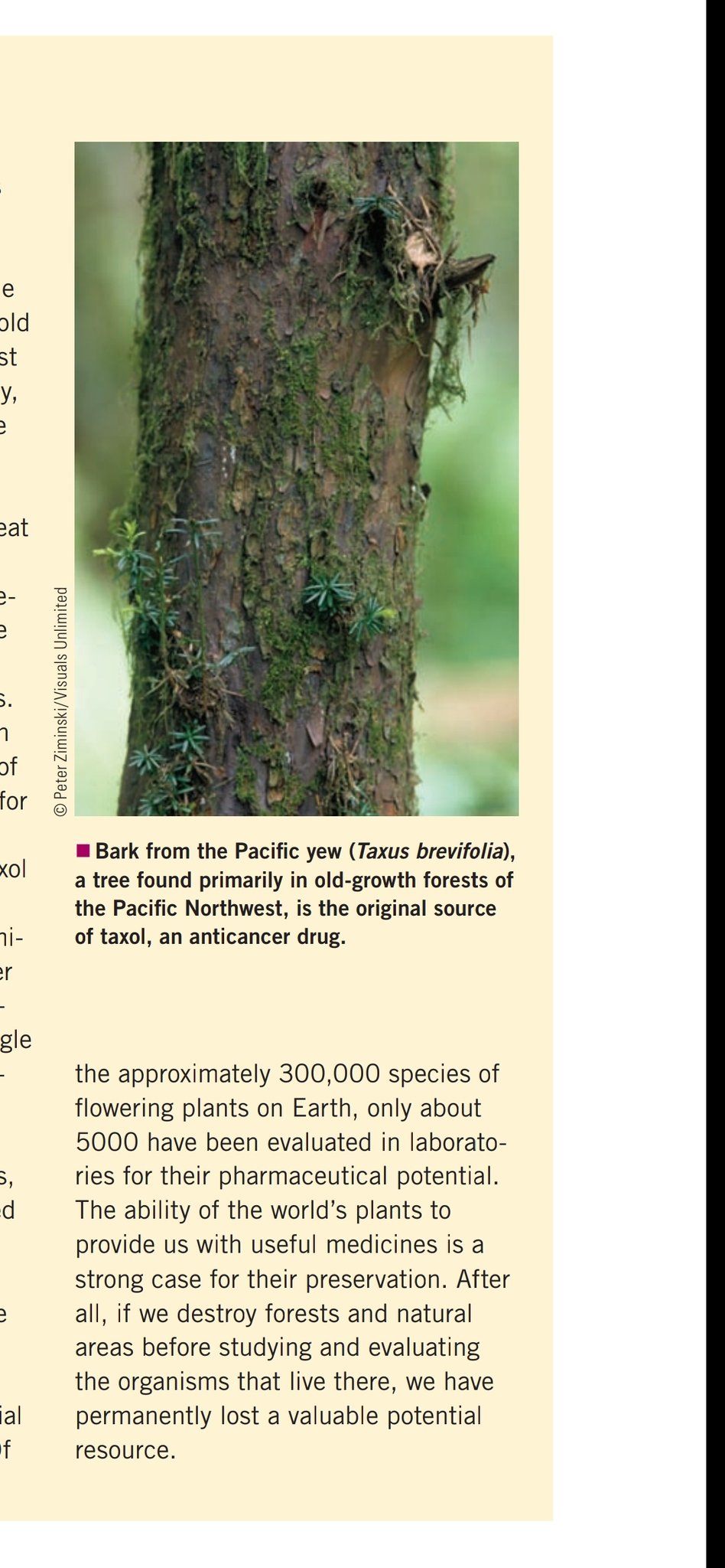 Mrearth On Twitter One Of The Most Effective Drugs Currently Used Against Cancer Is Taxol Obtained From The Bark Of The Pacific Yew Slowest Growing Trees In The World Harvesting The Bark Kil