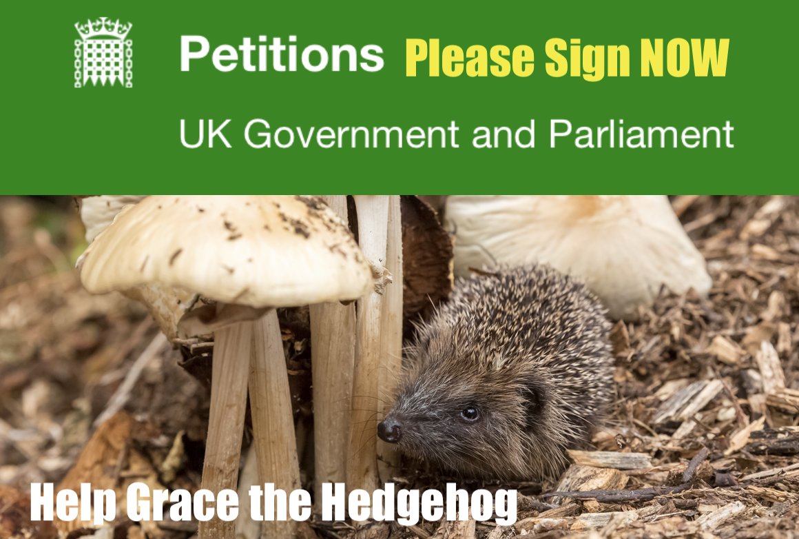 AnneatSaveMe's tweet image. Please sign this British Hedgehog Preservation Society petition to help hedgehogs and get a debate in parliament. Hedgehogs need our help and signing this will help.
petition.parliament.uk/petitions/5503…