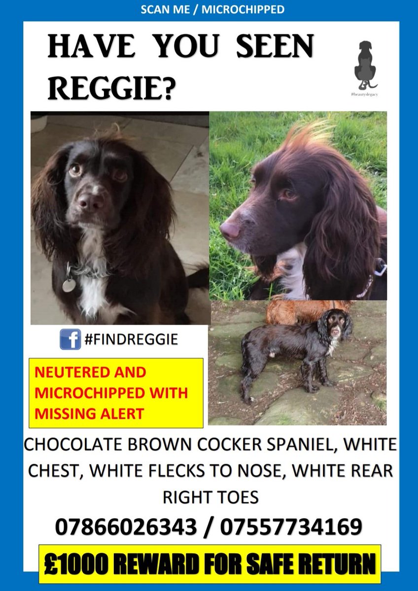 beautys_legacy's tweet photo. πReggie has been missing a whole year.π
Microchipped and neutered
βΌοΈThere is Β£1000 offered for this little boy, please, if you know where he is please call anonymously.βΌοΈ
07866026343 or 07557 734169
#findreggie #cockerspaniel https://t.co/fVpYHcApmI