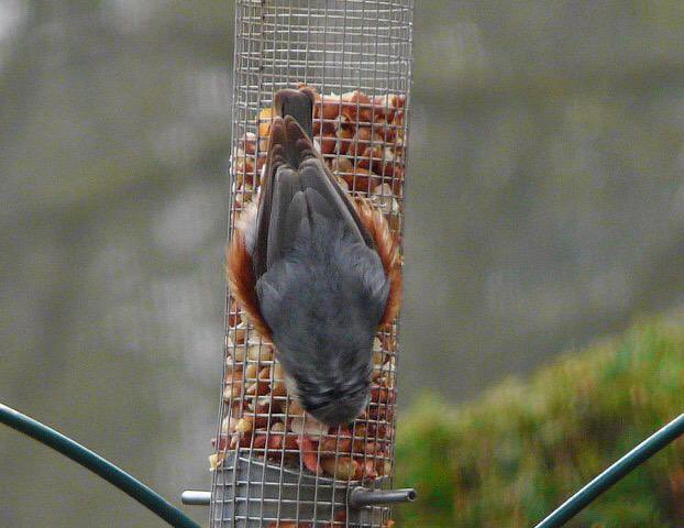 Suzanna Mason (@suzannacmason) on Twitter photo Can any knowledgeable bird people tell me why this nuthatch is so fat? Winter weight? Pregnant? Fluffed up? Just an absolute unit? <a href="/Natures_Voice/">RSPB</a> <a href="/BirdgirlUK/">Dr Mya-Rose Craig</a> <a href="/TZBirder/">Colin Beale</a> <a href="/BirdwatchExtra/">Birdwatch</a> <a href="/BirdLife_News/">BirdLife International</a> <a href="/_BTO/">BTO</a> <a href="/RSPBbirders/">RSPB Birders</a> Can any knowledgeable bird people tell me why this nuthatch is so fat? Winter weight? Pregnant? Fluffed up? Just an absolute unit? <a href="/Natures_Voice/">RSPB</a> <a href="/BirdgirlUK/">Dr Mya-Rose Craig</a> <a href="/TZBirder/">Colin Beale</a> <a href="/BirdwatchExtra/">Birdwatch</a> <a href="/BirdLife_News/">BirdLife International</a> <a href="/_BTO/">BTO</a> <a href="/RSPBbirders/">RSPB Birders</a>