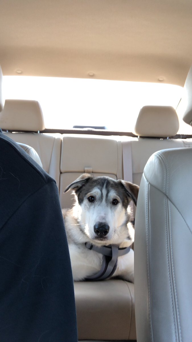 Trevor Alfredson tweet media