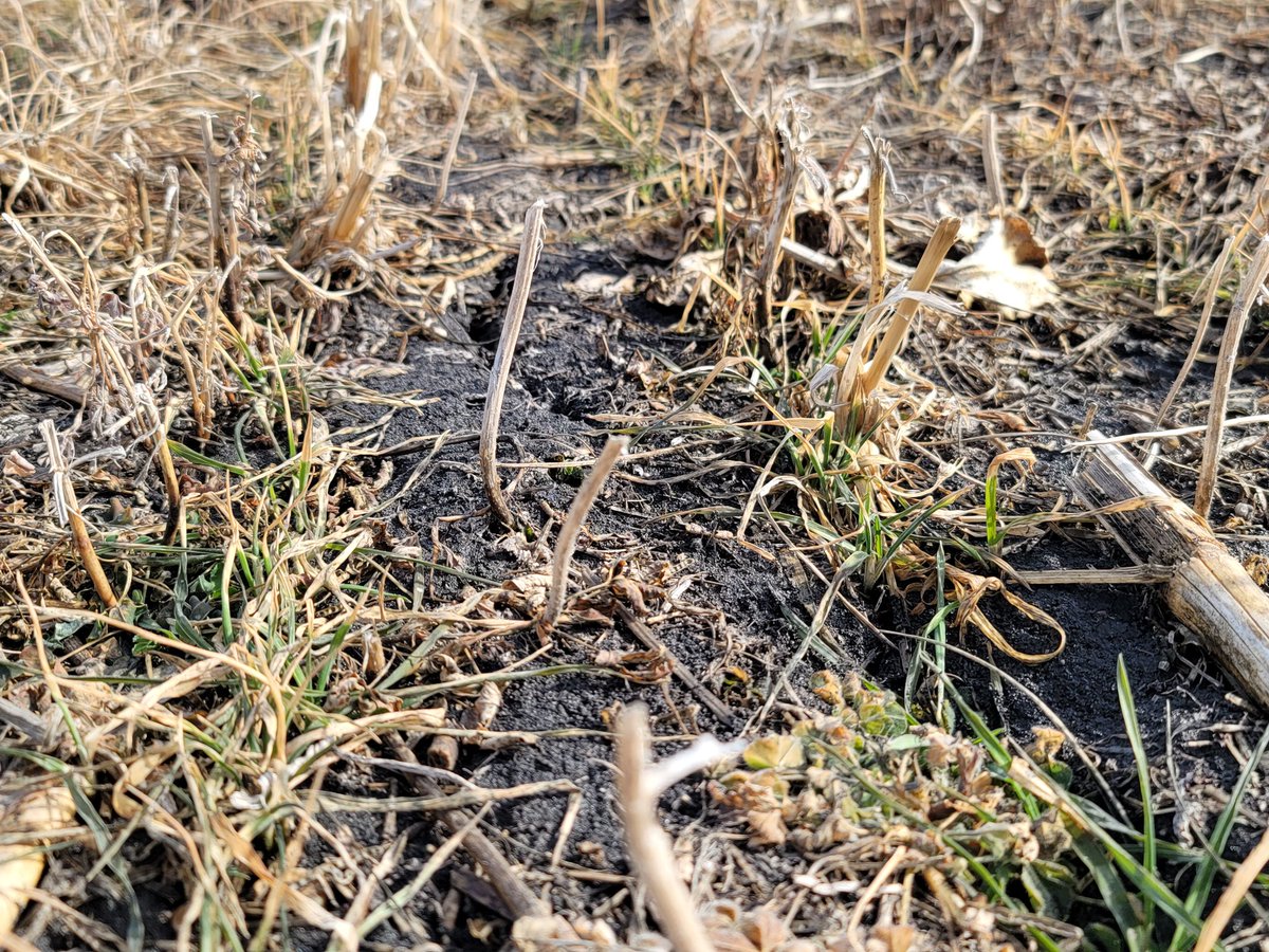 #fallrye survived the winter, hopefully the next few weeks allow it to keep going. #livingroot