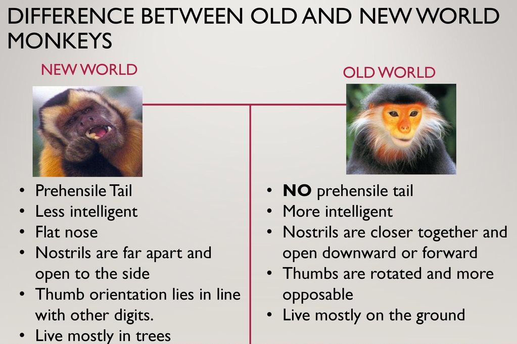 Old World Monkeys  Overview, List & Characteristics - Video