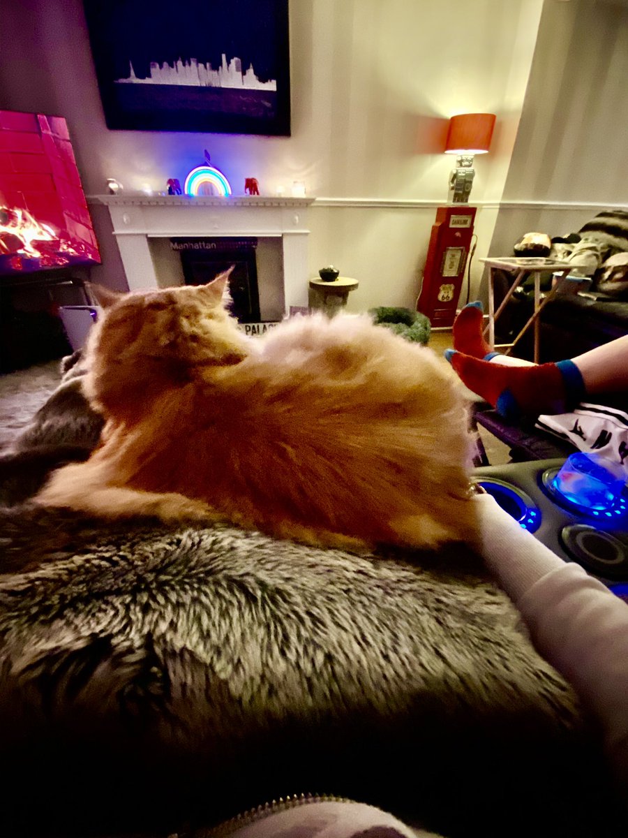 GoodMcDo's tweet image. A ginger Buddy bottom on my lap. Most unusual but delightful from @buddy_gizmo #Caturday #Yay