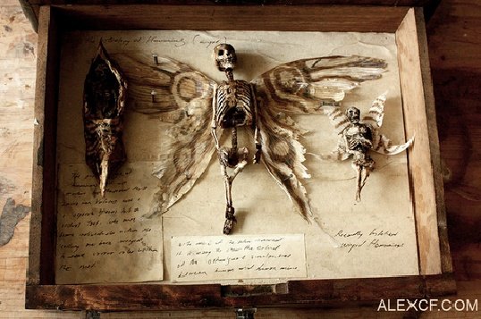astrospic's tweet image. a collection of speciments thought to be myth from merrylin cryptid museum, london.