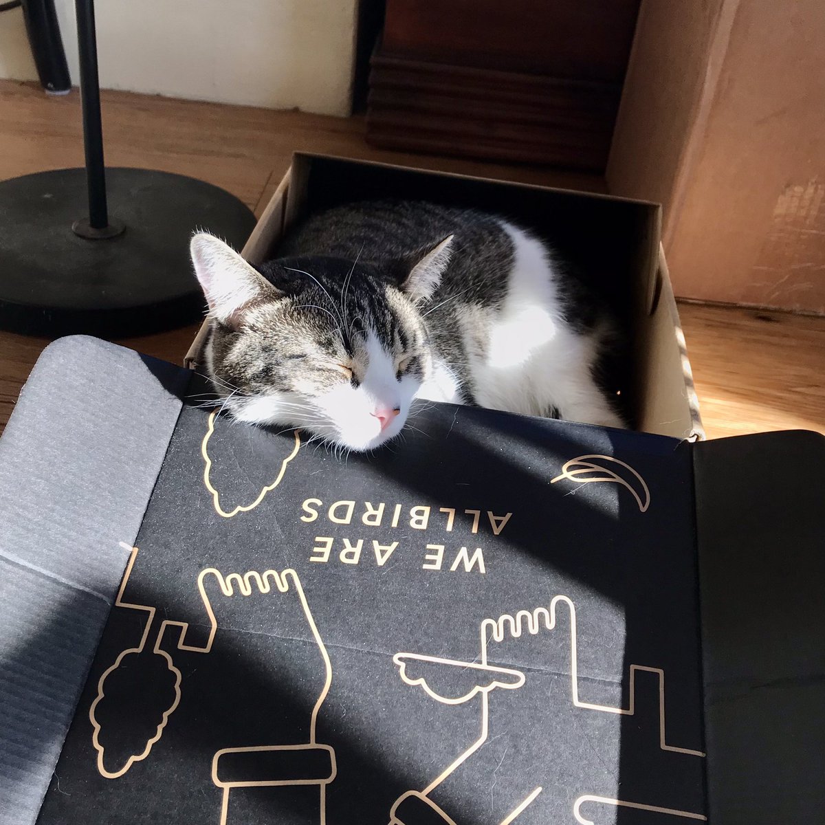 AnyaFetcher's tweet photo. Cora has decided to pursue her dream of being a spokeskitty. @Allbirds, what do you think? #model #comfortcomesfirst https://t.co/f6qlTutV5M