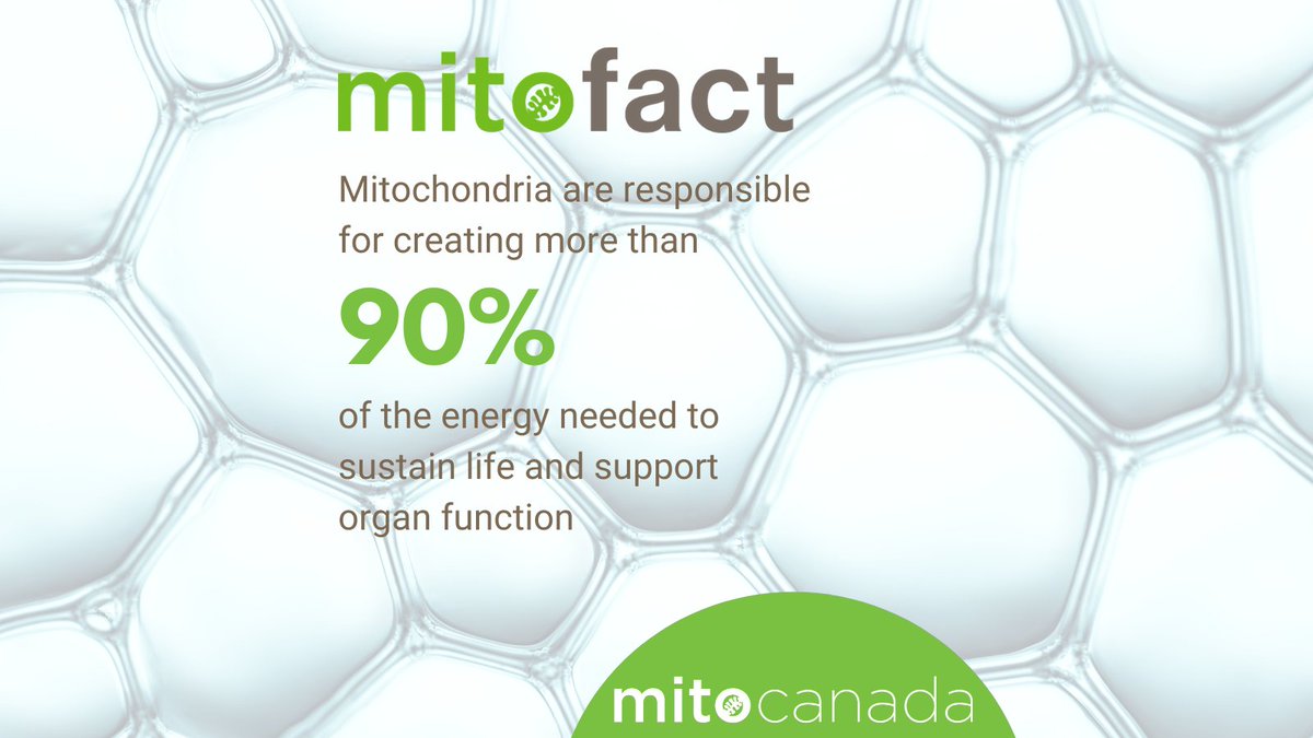 MitoCanada's tweet photo. Did you know that #mitochondria are responsible for creating 90%+ of the energy needed to sustain life and support organ function? #mitoFACT
Mitochondria are vital to health. That’s why we’re passionate about creating a world where all lives are powered by healthy mitochondria. https://t.co/y7BOQBjme7