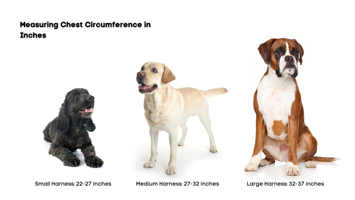 vetmeasure's tweet photo. Wondering what size of harness you should order? Check out our harness guide to learn more about which will be best for your patients. #MeasureON
https://t.co/OdnDVThjln https://t.co/obM23pdqYl