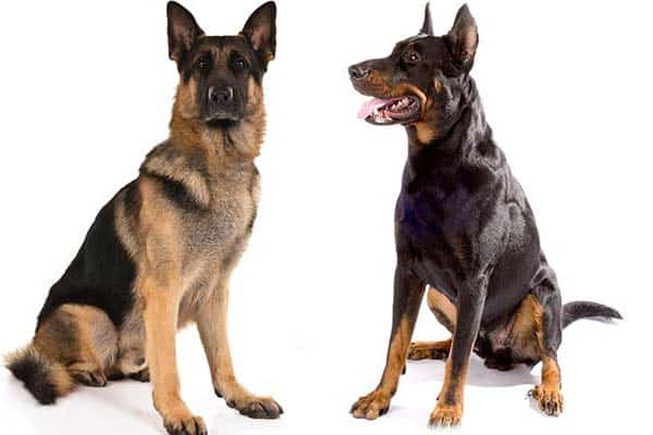 ChannelCurrie's tweet photo. Witch Dog is better?

Beauceron or German Shepherd? https://t.co/hidaXquZYG