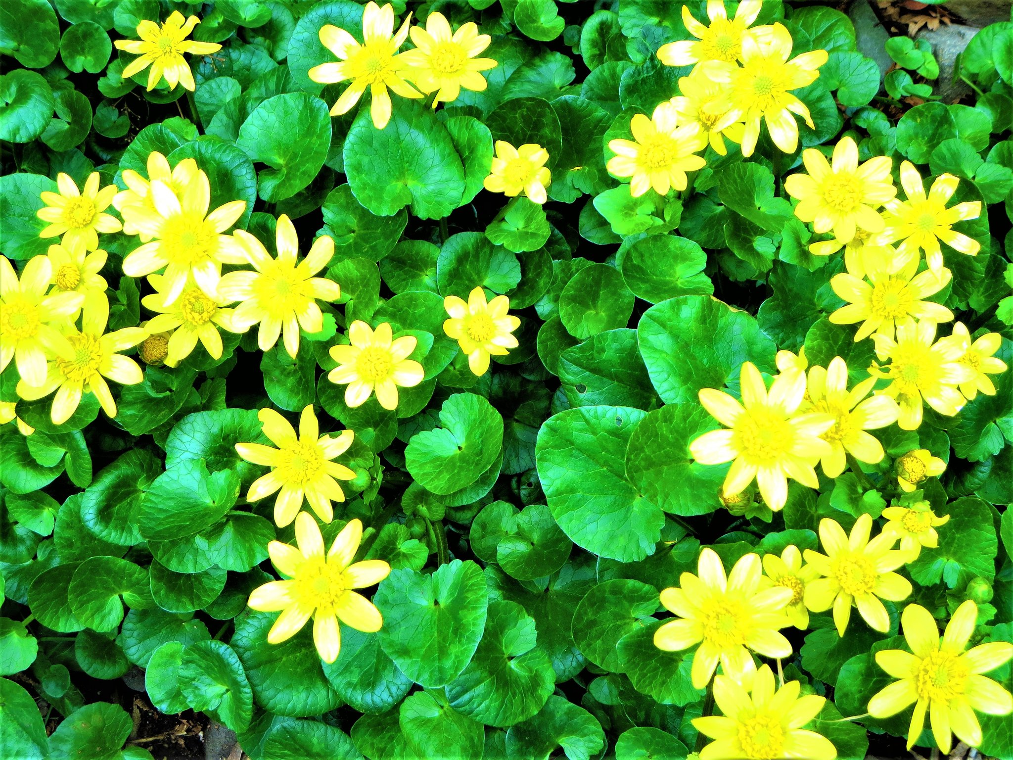 まっちゃん ヒメリュウキンカ 姫立金花 原産はイギリスらしいね この花 は 湿り気のある場所に自生するので近年 我が家でも早春に欠かせない花だ 黄色い花を次々と咲かせ 長いものでは1ヶ月ほど花を楽しむことができる 特定外来生物ではない