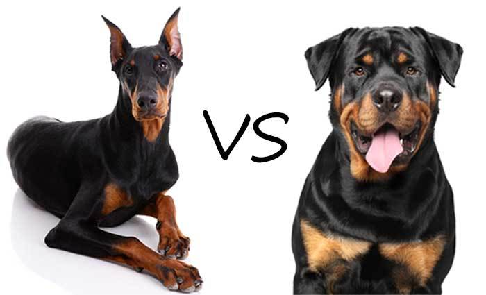 ChannelCurrie's tweet photo. Witch dog is better?

Rottweiler or Doberman? https://t.co/jRuq3pmz73