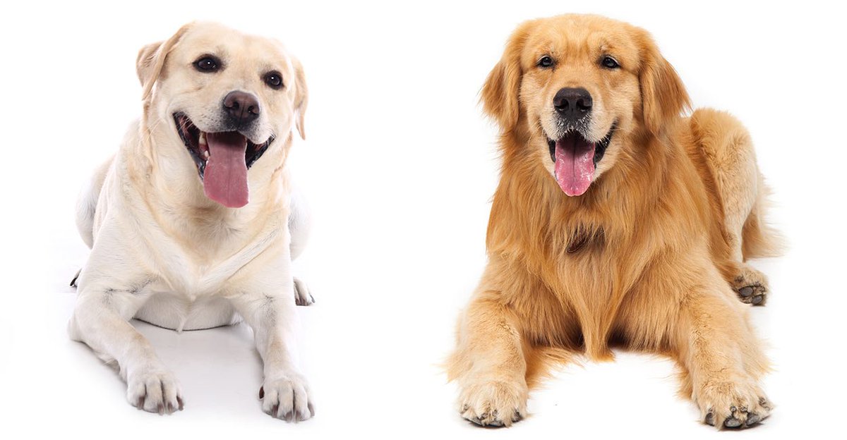ChannelCurrie's tweet photo. Witch is better?
Golden Retriever or Labrador? https://t.co/O5nrWQnGfG