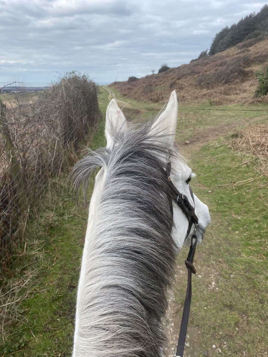 PPonio's tweet photo. Back on the beasts today! Riding 4 year old Stevie is back in work and #princessponio is also back hacking! Hopefully get some parties to go to soon! 🤞🏼🤞🏼 #diaryofawannabeeventer #eventing #horses https://t.co/bgC8zff98N
