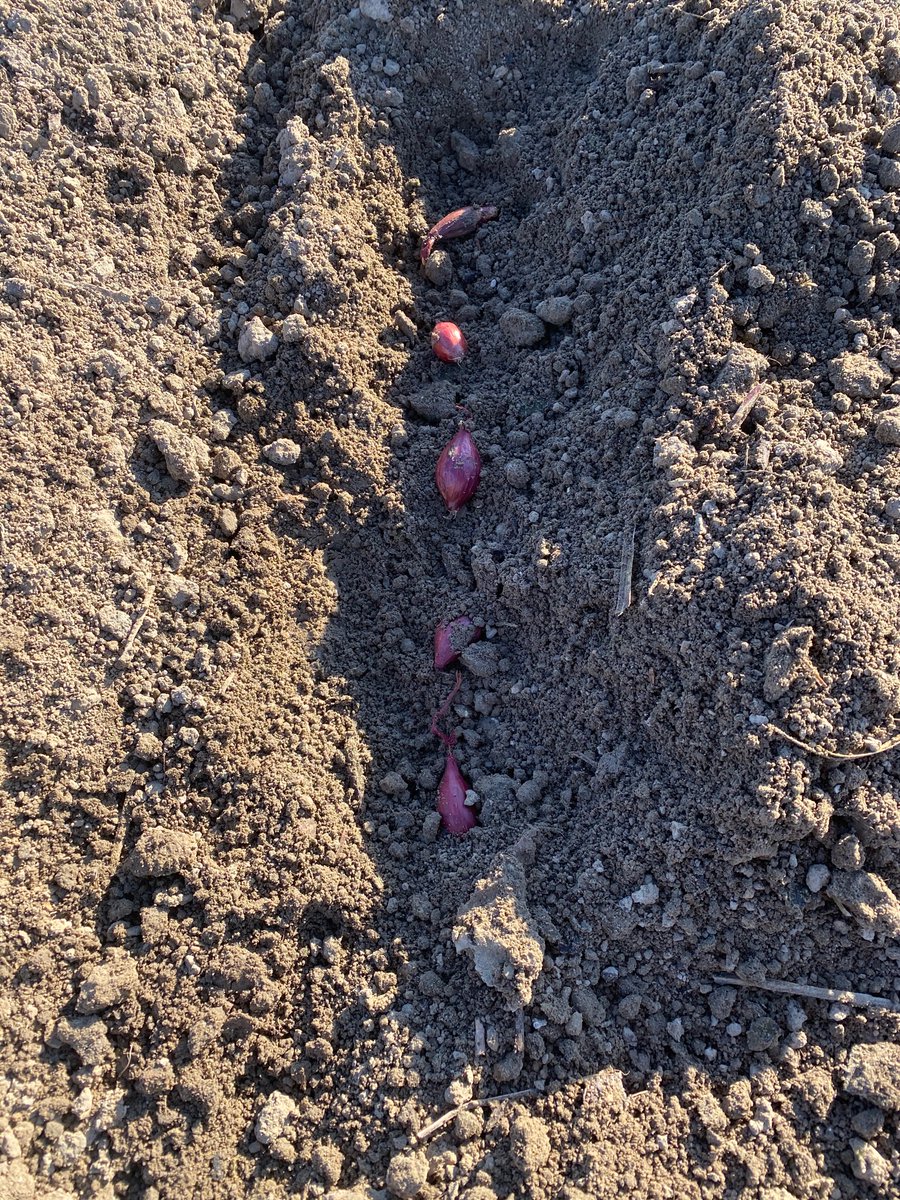 Rogus_Vonk's tweet photo. 🧅 Eerste perceel rode plantuien weer in de grond bij CEPA Trade BV 🧅 
#voorjaar #CEPA  #produce #totindekern #onions #redarrow #redlight #redonions #nieuwerondenieuwekansen! https://t.co/yPk2ahhMkI