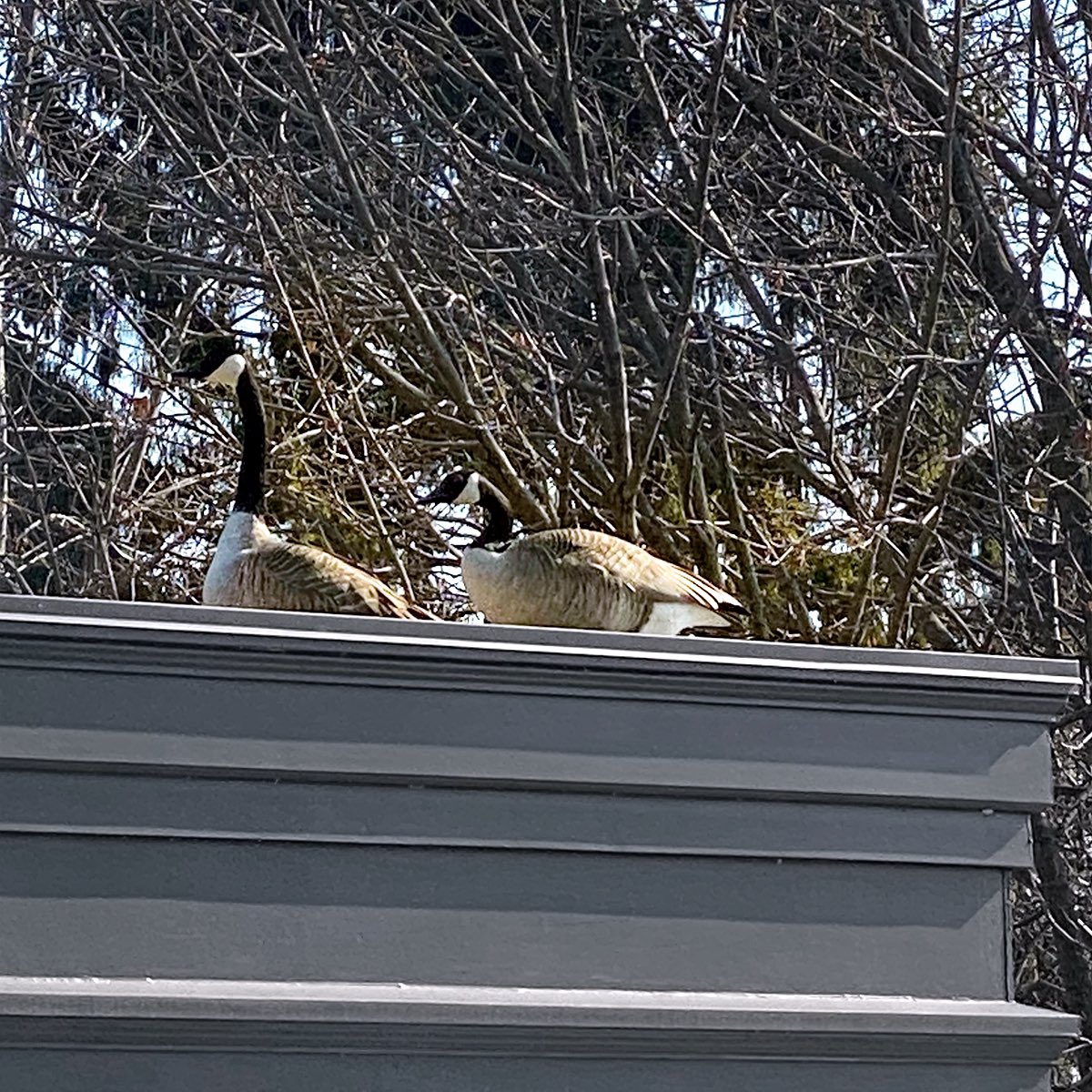 HowardIronWorks's tweet photo. One of our favourite spring rituals is about to begin soon. Mom and Dad Canada Geese are surveying their maternity ward to welcome their 2021 chicks this spring. #circleoflife #springrituals #canadageese #nest https://t.co/HfJoW0JUXn