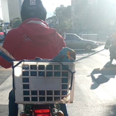 RCR750's tweet photo. #Aclaratoria y defensa de @paramedicosmtt a señor Alberto Medina que ayudó a salvar a una guacamaya https://t.co/QrPpo5yQ2r