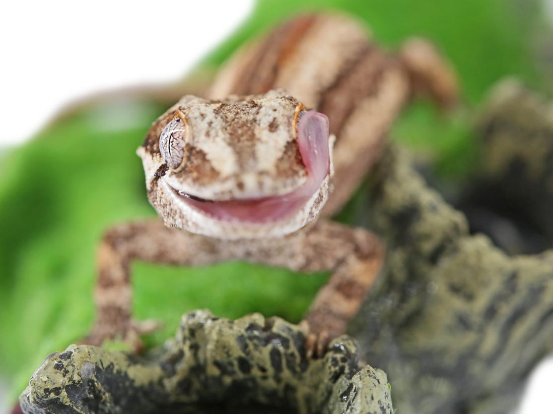 Happy Saturday! What's everyone doing this weekend?

#Pangeareptile #pangea #gargoylegecko #gargoyle #rhacodactylus #rhacodactylusgecko #gecko #geckos #reptiles #reptile #reptilekeeper #reptilelover #herpsdaily #herpetology #herp #herps  #cutegecko #exoticpet