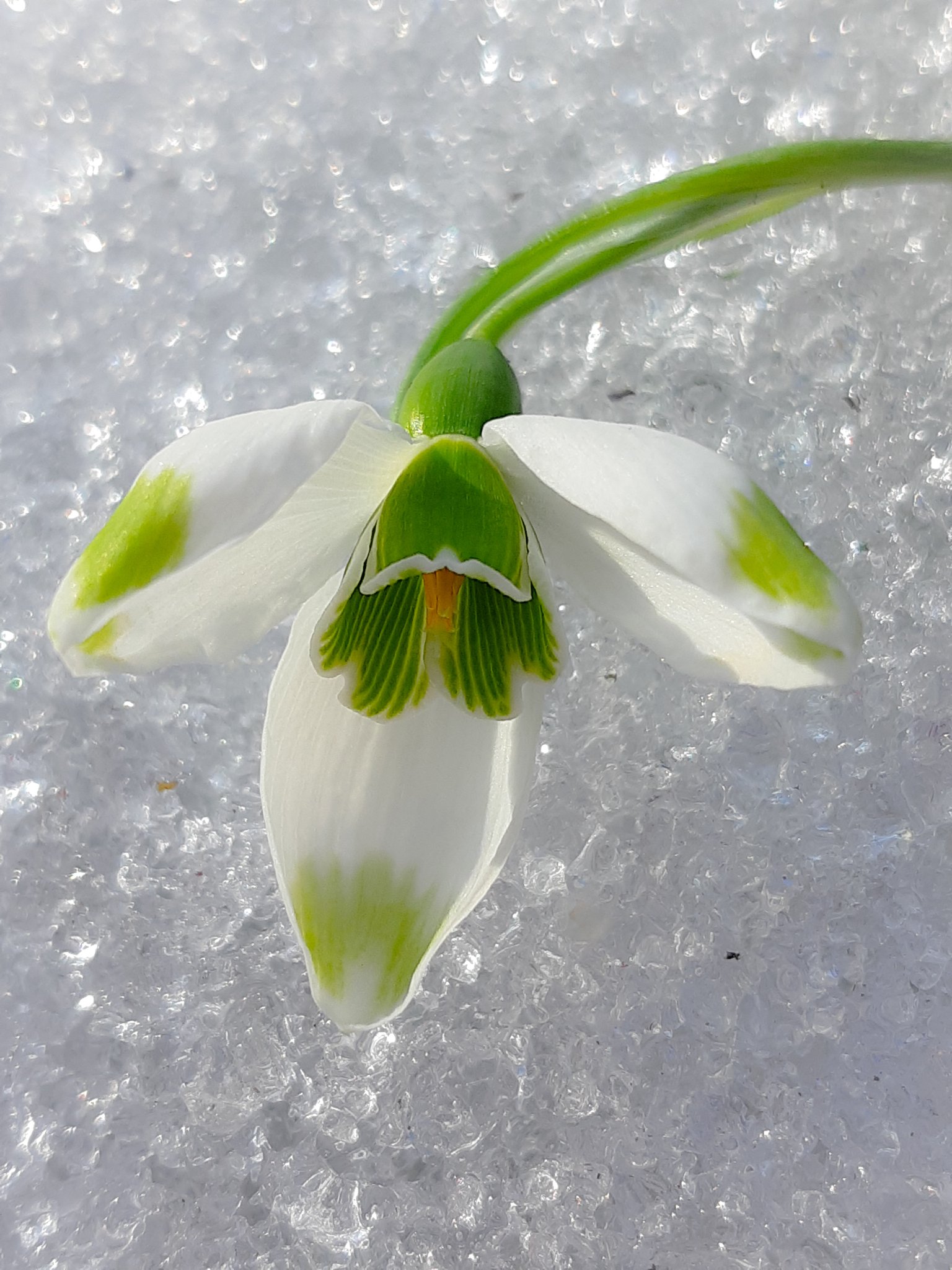 Магнитный пазл 27x18см."Подснежники, galanthus nivalis, цветок" на холодильник -